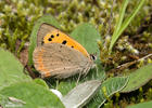 Lycaena phlaeas