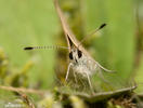 Lycaena phlaeas