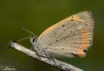 Lycaena phlaeas