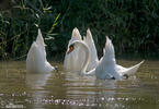 Mute Swan