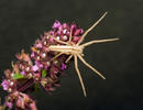 Oblong Running Crab Spider