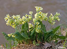 Oxlip