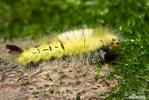 Pale Tussock Moth