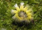 Pale Tussock Moth