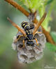 Polistes gallicus