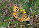 Queen of Spain Fritillary