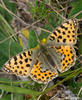 Queen of Spain Fritillary