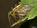 Raft Spider