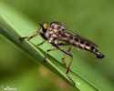 Robber Fly