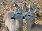 Roe Deer