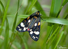 Scarlet Tiger