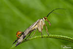 Scorpion Fly