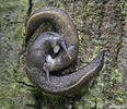 shy-grey Ash-black Slug