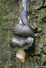 shy-grey Ash-black Slug