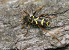 Wasp Beetle