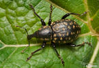 Weevil