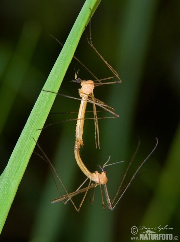 Tipulidae sp.