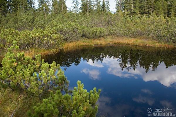 Tříjezerní slať - Moor (Sum)