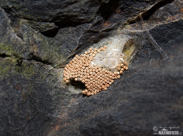 Vapourer Moth (Orgyia antiqua)