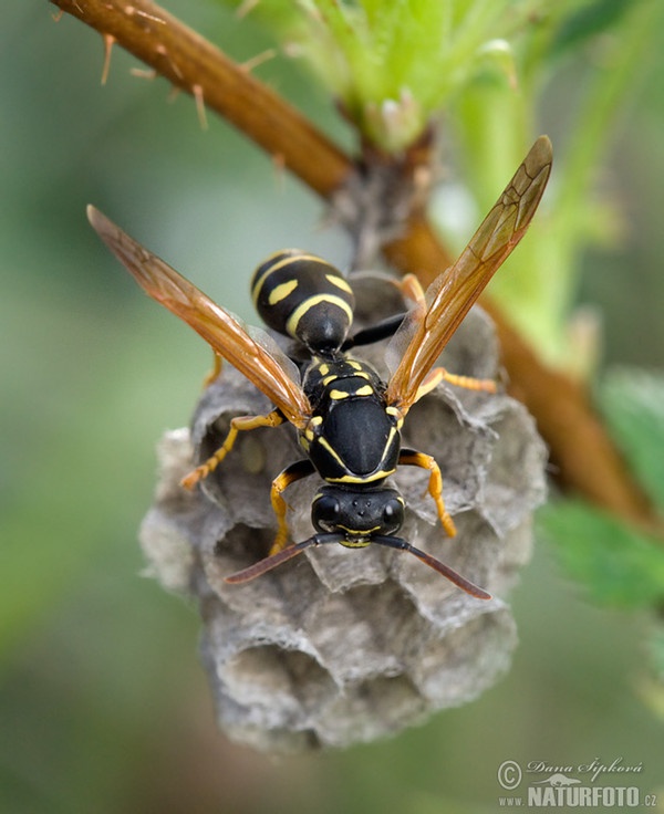 Wasp (Polistes gallicus)