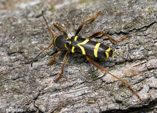 Wasp Beetle (Clytus arietis)