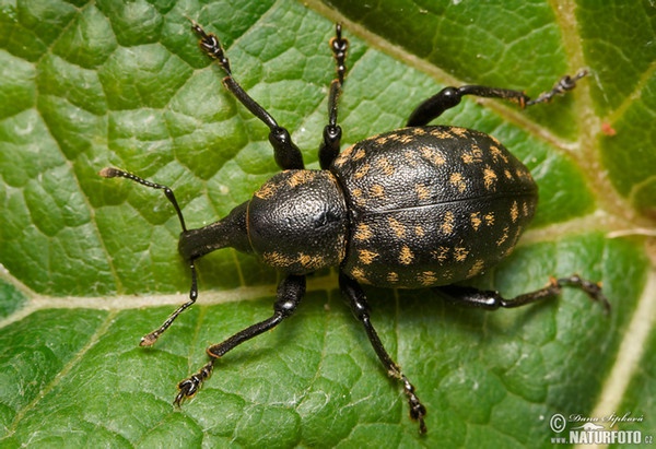Weevil (Liparus glabrirostris)