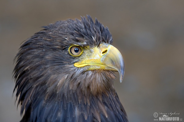 White-tailed Eagle (Haliaeetus albicilla)