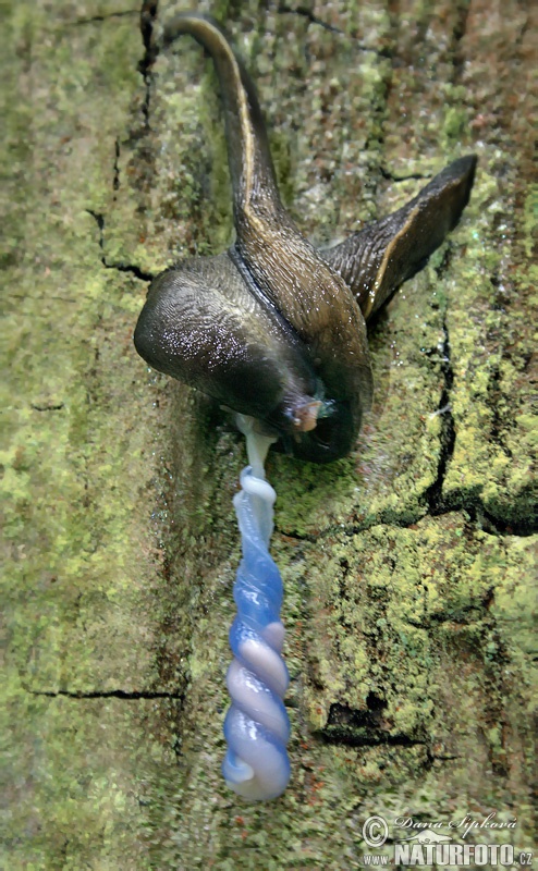 Слизень чёрный