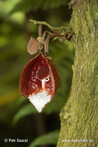 Aristolochia arborea