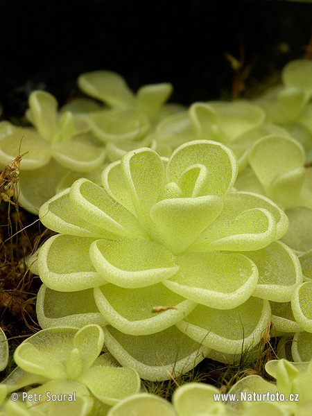 Danh sách các loài Pinguicula