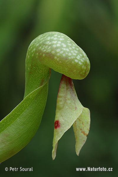 Darlingtonia californica