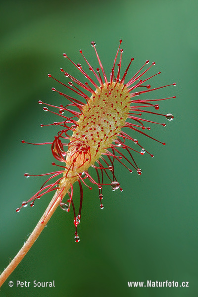 Drosera