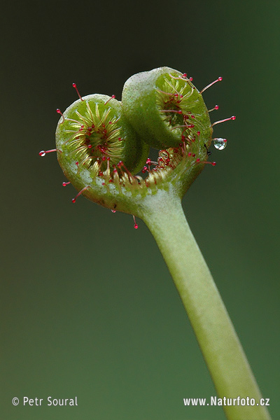 Drosera binata var. dichotoma