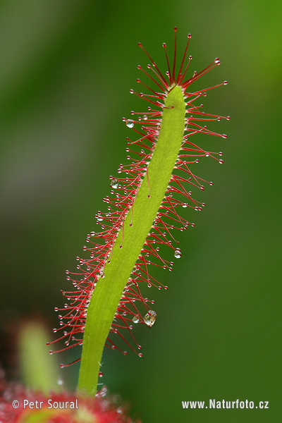 Drosera capensis