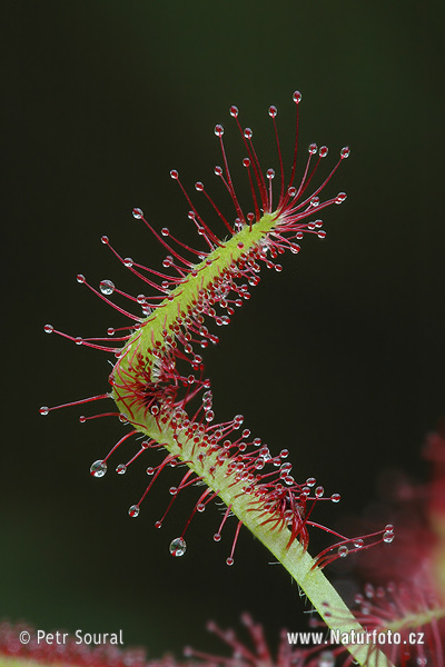 Drosera capensis