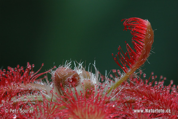 Drosera montana