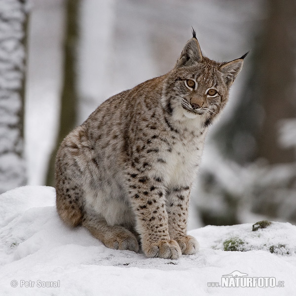 Eurasian Lynx