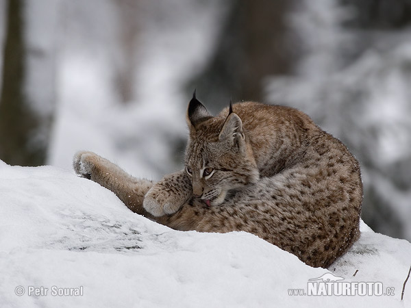 Euraziatische lynx