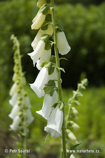 Grădină botanică