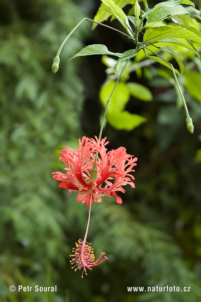 Hibiscus schizopetalus