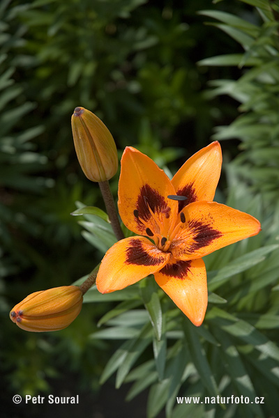 Lilium hybridum