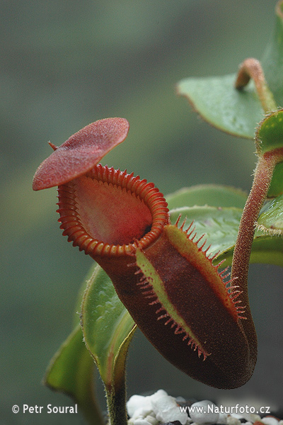 Nepenthes macrophylla