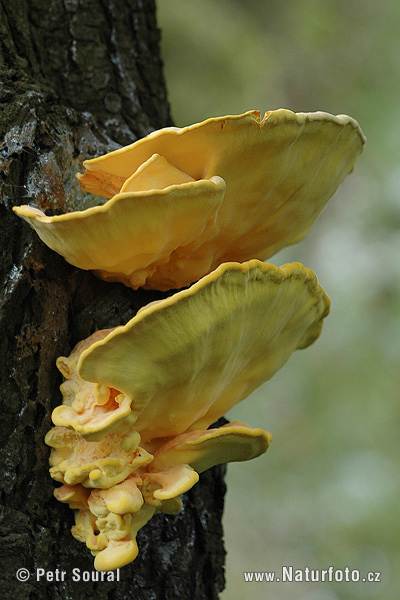 polypore soufré