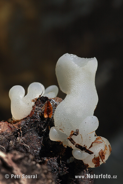 Pseudohydnum gelatinosum Mushroom (Pseudohydnum gelatinosum)
