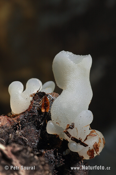 Pseudohydnum gelatinosum