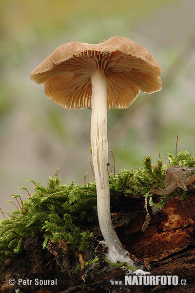 Psilocybe bohemica Mushroom (Psilocybe bohemica)