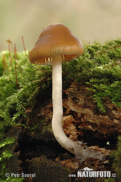 psilocybe de Bohême