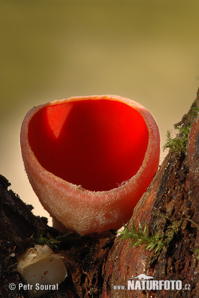 Scarlet Elfcup Mushroom (Sarcoscypha austriaca)
