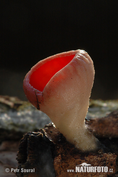 Scarlet Elfcup Mushroom (Sarcoscypha austriaca)