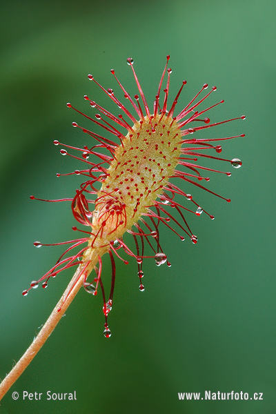 Sundew (Drosera affinis)